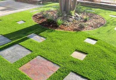 Mua cỏ nhân tạo ở đâu giá rẻ và chất lượng tại tp. HCM